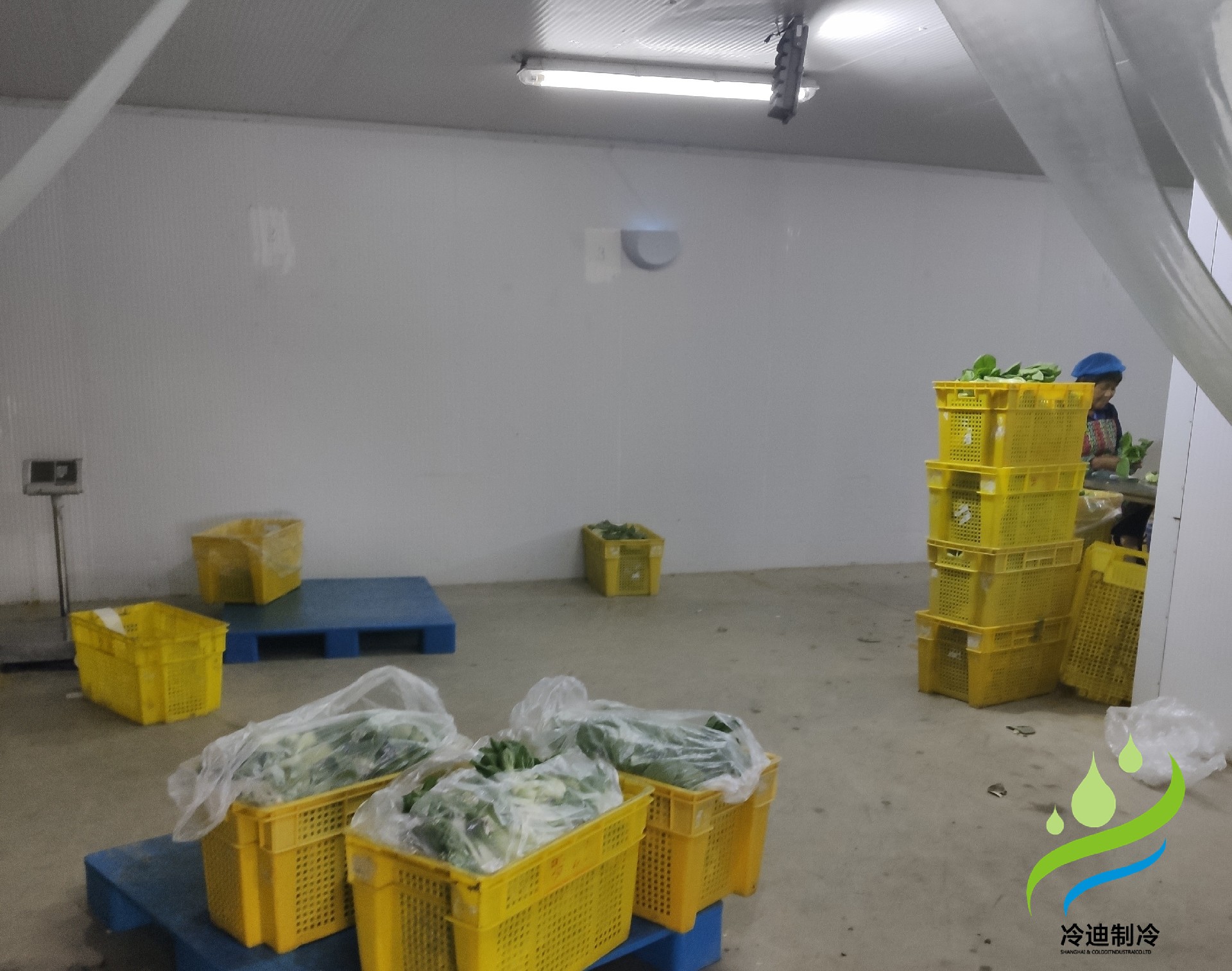 蔬菜保鮮冷庫(kù)